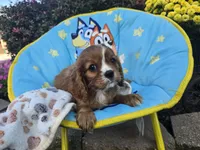Theo , a male Cavalier King Charles Spaniel for sale in Grabill, IN – 3 of 8