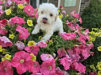 Chloe, a female Maltipoo for sale in Grabill, IN – Photo 7 of 8