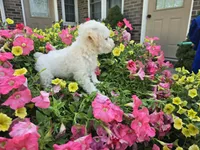 Chloe, a female Maltipoo for sale in Grabill, IN – Photo 4 of 8