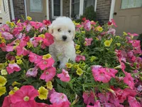 Chloe, a female Maltipoo for sale in Grabill, IN – Photo 6 of 8