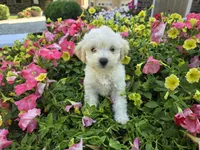 Chloe, a female Maltipoo for sale in Grabill, IN – Photo 3 of 8