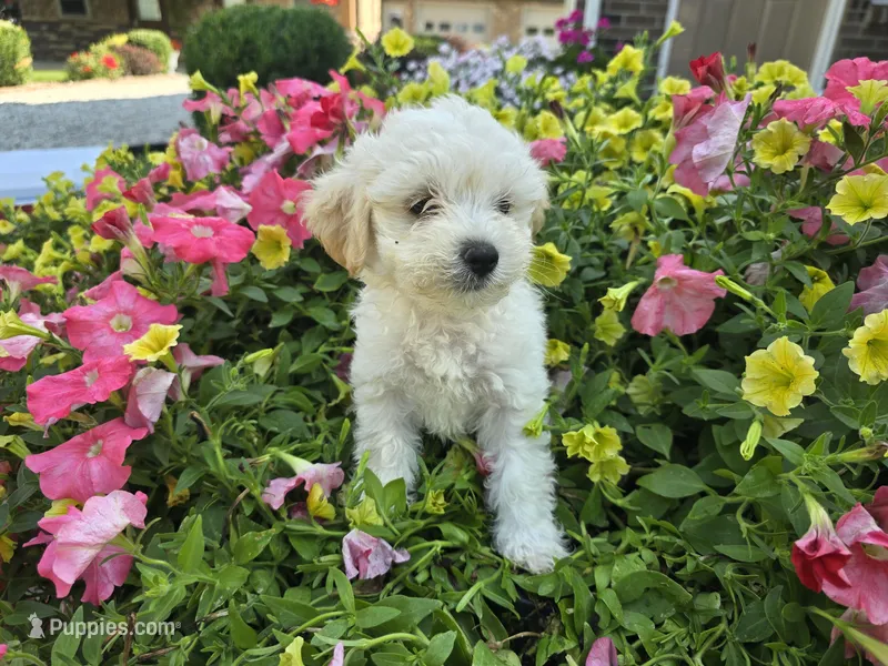 Chloe, a female Maltipoo for sale in Grabill, IN – Photo 1 of 8