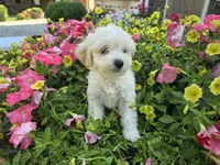 Chloe, a female Maltipoo for sale in Grabill, IN – Photo 1 of 8