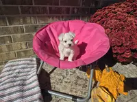 Miss Daisy (AKC), a female Maltese for sale in Grabill, IN – Photo 5 of 8
