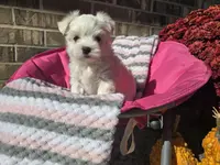 Miss Daisy (AKC), a female Maltese for sale in Grabill, IN – Photo 7 of 8