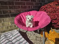 Miss Daisy (AKC), a female Maltese for sale in Grabill, IN – Photo 1 of 8