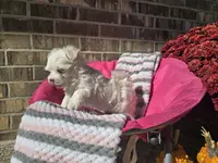 Miss Daisy (AKC), a female Maltese for sale in Grabill, IN – Photo 4 of 8