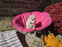 Miss Daisy (AKC), a female Maltese for sale in Grabill, IN – Photo 8 of 8