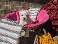 Miss Daisy (AKC), a female Maltese for sale in Grabill, IN – Photo 3 of 8
