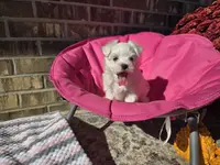Miss Daisy (AKC), a female Maltese for sale in Grabill, IN – Photo 6 of 8