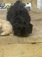 Sunset , a female Shihpoo for sale in Raleigh, NC – Photo 6 of 6