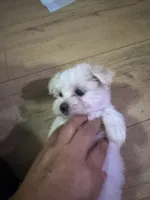 Koda, a female Maltese for sale in Raleigh, NC – Photo 9 of 9