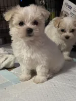 Koda, a female Maltese for sale in Raleigh, NC – Photo 5 of 9