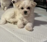 Koda, a female Maltese for sale in Raleigh, NC – Photo 7 of 9