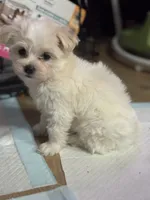 Koda, a female Maltese for sale in Raleigh, NC – Photo 8 of 9