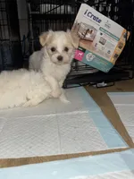 Koda, a female Maltese for sale in Raleigh, NC – Photo 6 of 9