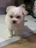 Koda, a female Maltese for sale in Raleigh, NC – Photo 3 of 9