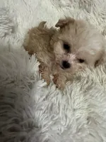 processed/a144d8d3-3a91-4a82-b0da-e26cb76c566d/listing/cc39bb01-6c7e-4c98-aad3-ec4e183bec2a/6748a37b-dc93-4085-940d-7cd8bb605e95