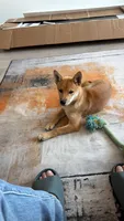Tokyo , a male Shiba Inu for sale in Overland Park, KS – 6 of 9