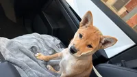 Tokyo , a male Shiba Inu for sale in Overland Park, KS – 8 of 9