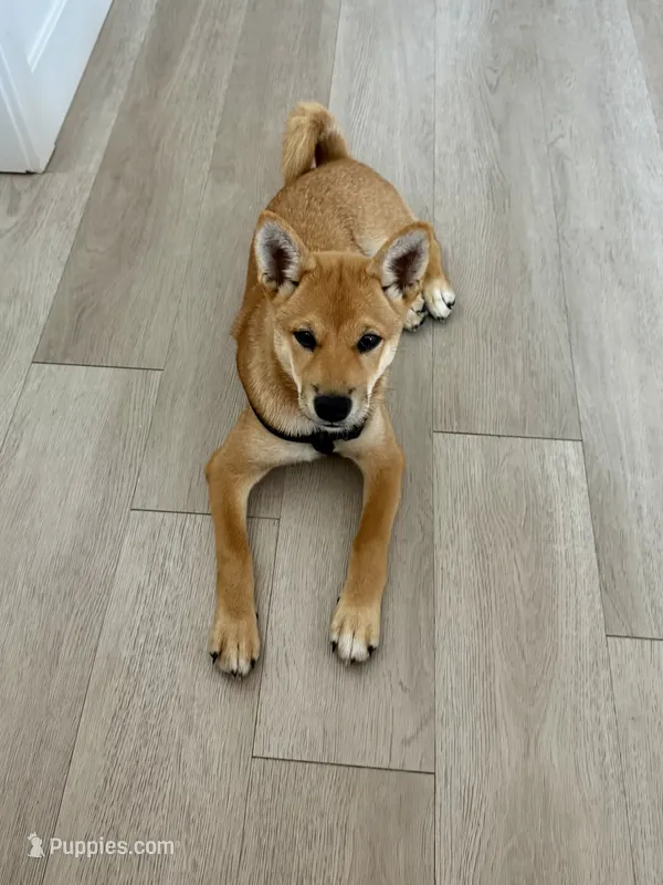 Tokyo  – Shiba Inu puppy for sale in Overland Park, KS