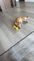 Tokyo , a male Shiba Inu for sale in Overland Park, KS – 5 of 9