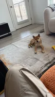 Tokyo , a male Shiba Inu for sale in Overland Park, KS – 2 of 9