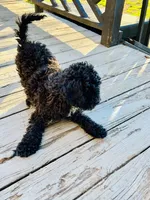 Charlie, a male Goldendoodle and Miniature Goldendoodle for sale in Rocky Mount, NC – Photo 4 of 5