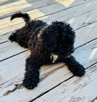 Charlie, a male Goldendoodle and Miniature Goldendoodle for sale in Rocky Mount, NC – Photo 2 of 5