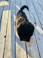 Charlie, a male Goldendoodle and Miniature Goldendoodle for sale in Rocky Mount, NC – Photo 5 of 5