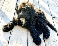 Charlie, a male Goldendoodle and Miniature Goldendoodle for sale in Rocky Mount, NC – Photo 3 of 5