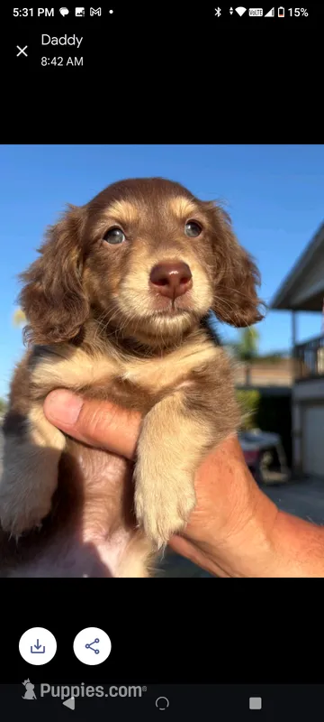 Dumpling – Dachshund puppy for sale in Quail Valley, CA