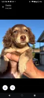 Dumpling, a female Dachshund for sale in Quail Valley, CA – 1 of 2
