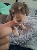 Dumpling, a female Dachshund and Miniature Dachshund for sale in Quail Valley, CA – 4 of 4