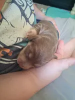 Dumpling, a female Dachshund and Miniature Dachshund for sale in Quail Valley, CA – 3 of 4