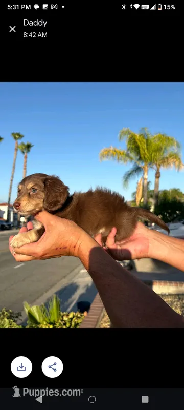 Dumpling – Dachshund, Miniature Dachshund puppy for sale in Quail Valley, CA
