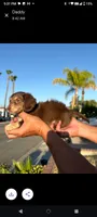 Dumpling, a female Dachshund for sale in Quail Valley, CA – 2 of 2
