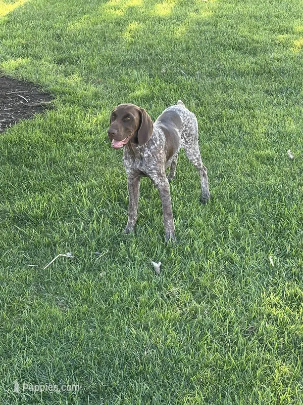 Kootenai – German Shorthaired Pointer puppy for sale in Willows, CA