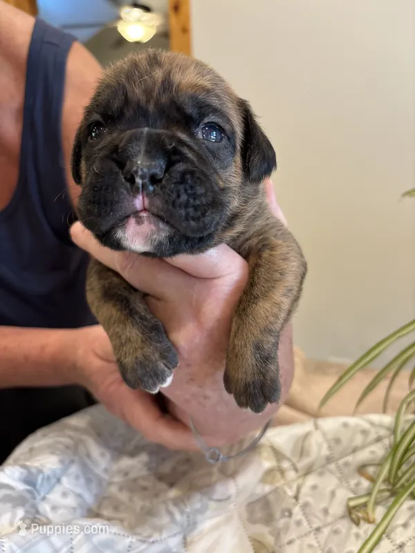 Bravo – Boxer puppy for sale in Delaplane, VA