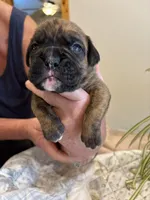 Bravo, a male Boxer for sale in Delaplane, VA – 1 of 10