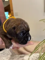 Findley, a female Boxer for sale in Delaplane, VA – 4 of 10