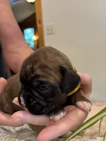 Findley, a female Boxer for sale in Delaplane, VA – 7 of 10