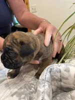 Bravo, a male Boxer for sale in Delaplane, VA – 3 of 10