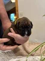 Findley, a female Boxer for sale in Delaplane, VA – 8 of 10