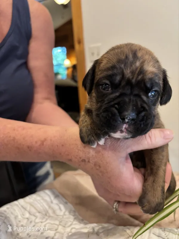 Findley – Boxer puppy for sale in Delaplane, VA