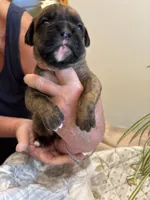 Bravo, a male Boxer for sale in Delaplane, VA – 2 of 10