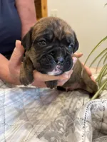 Bravo, a male Boxer for sale in Delaplane, VA – 8 of 10