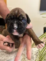 Findley, a female Boxer for sale in Delaplane, VA – 5 of 10