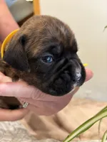 Findley, a female Boxer for sale in Delaplane, VA – 3 of 10