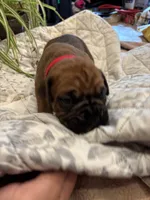 Wrigley , a male Boxer for sale in Delaplane, VA – 7 of 9